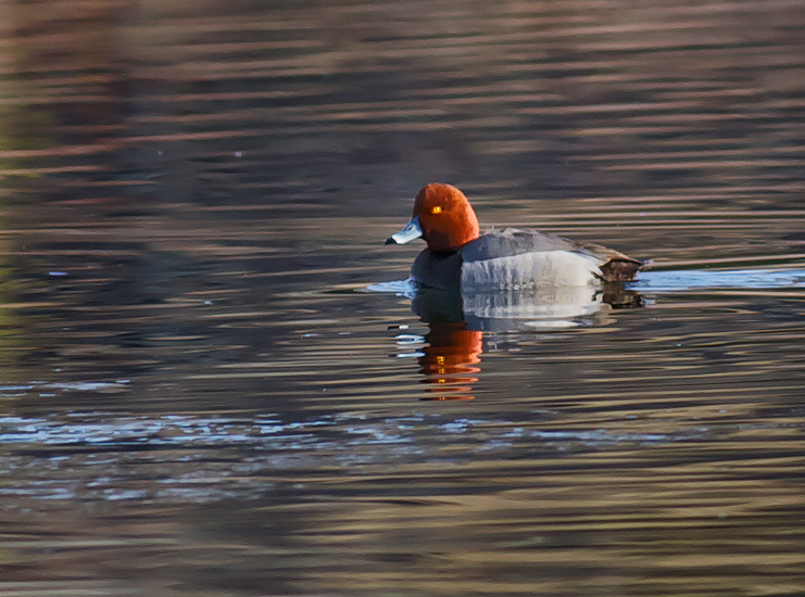 Redhead_1486_032813