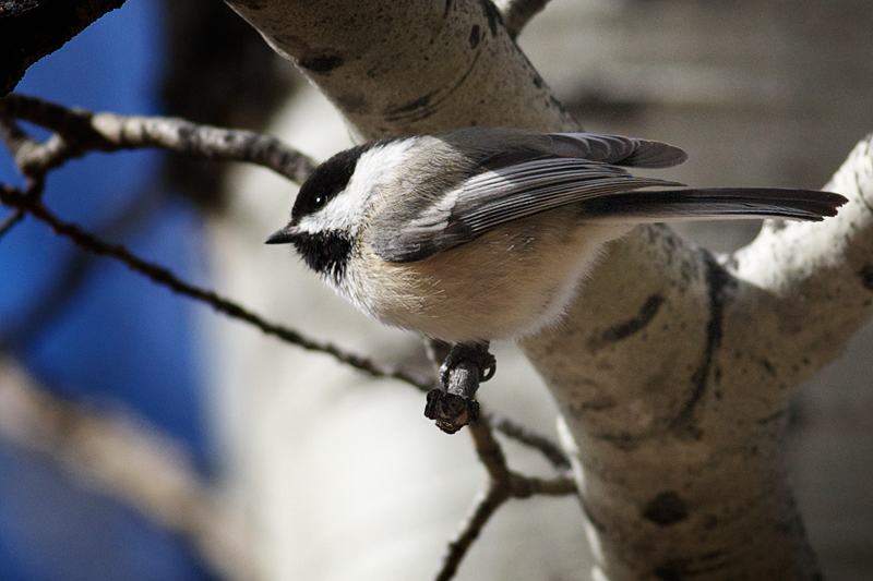 Black-capped Chickadee