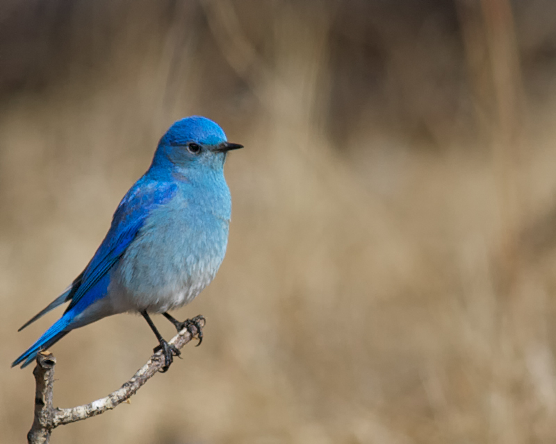 Mountain Bluebird, male