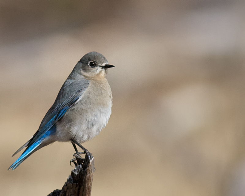 Mountain Bluebird, female