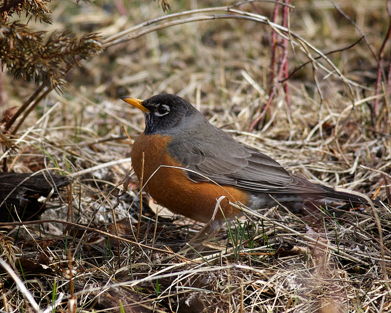 American Robin