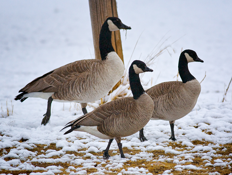 Two species:  Canada Goose & Cackling Geese