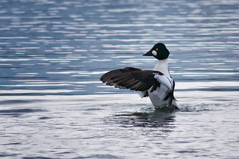 Common Goldeneye, male