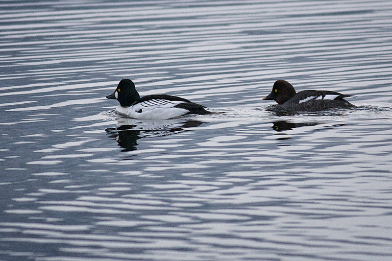 Common Goldeneye, mated pair