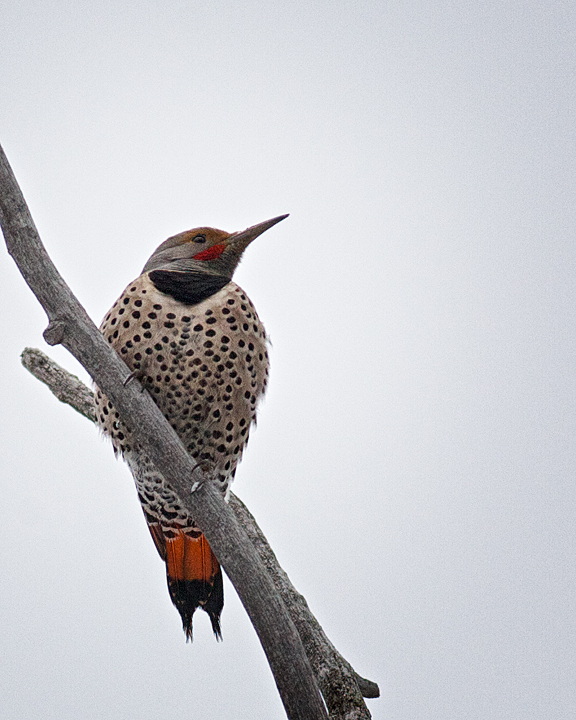 Red-shafted Northern Flicker (Western)