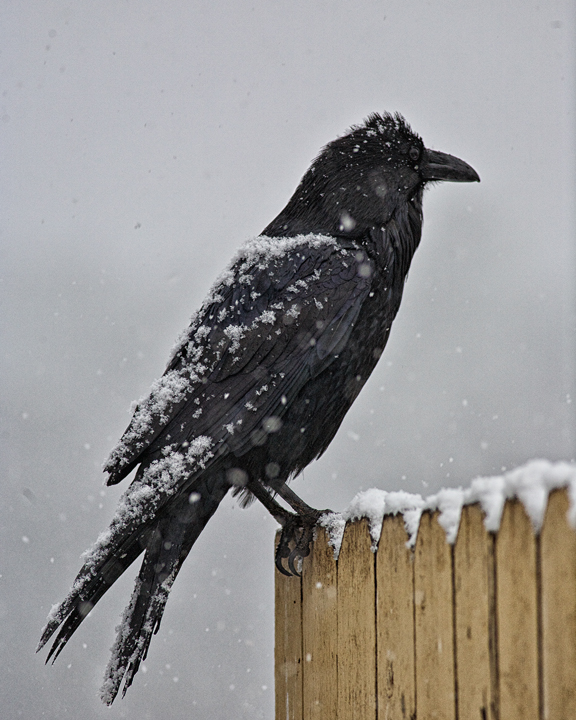 Common Raven