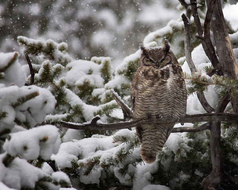 Great Horned Owl