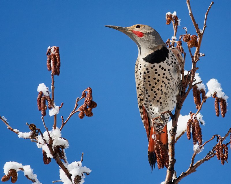 NorthernFlicker_1830