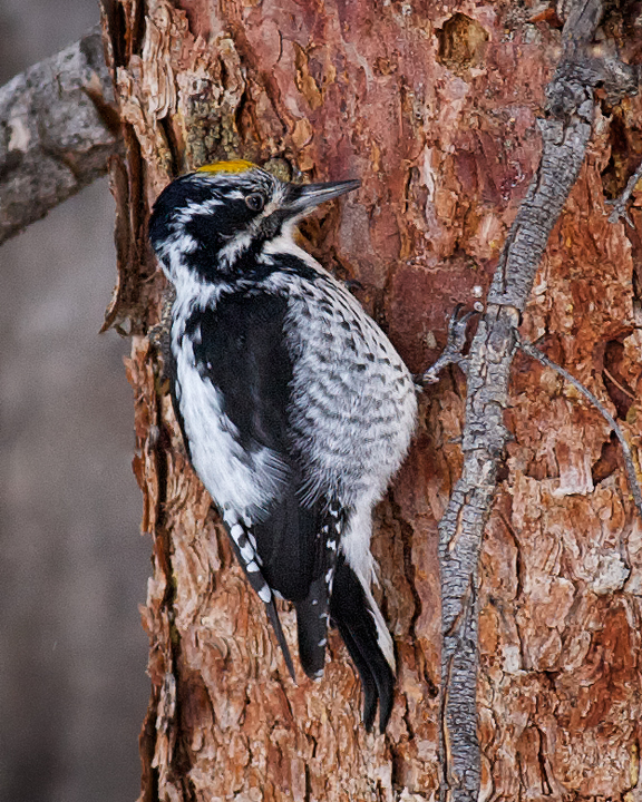 American Three-toed Woodpecker, Adult male, Rocky Mountains