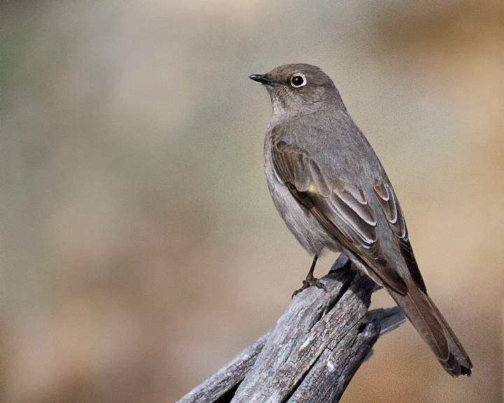 Townsend's Solitaire