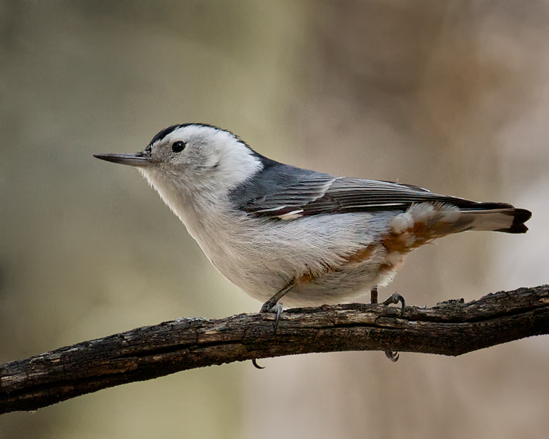 White-breasted Nuthatch