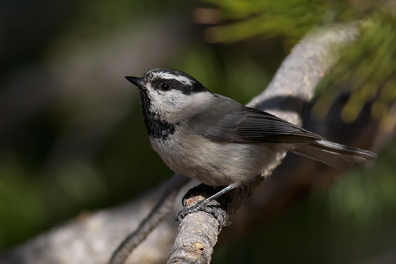 Mountain Chickadee