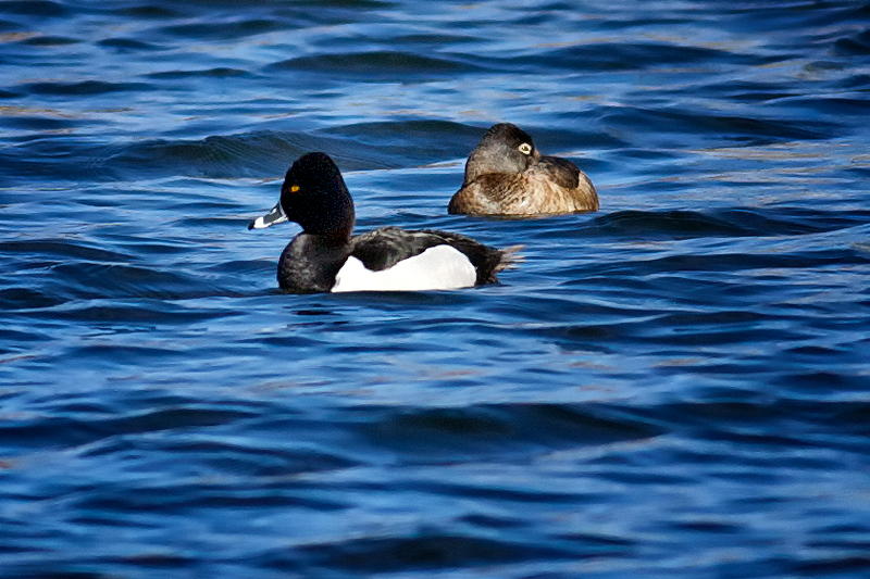 Ring Necked Ducks, mated pair