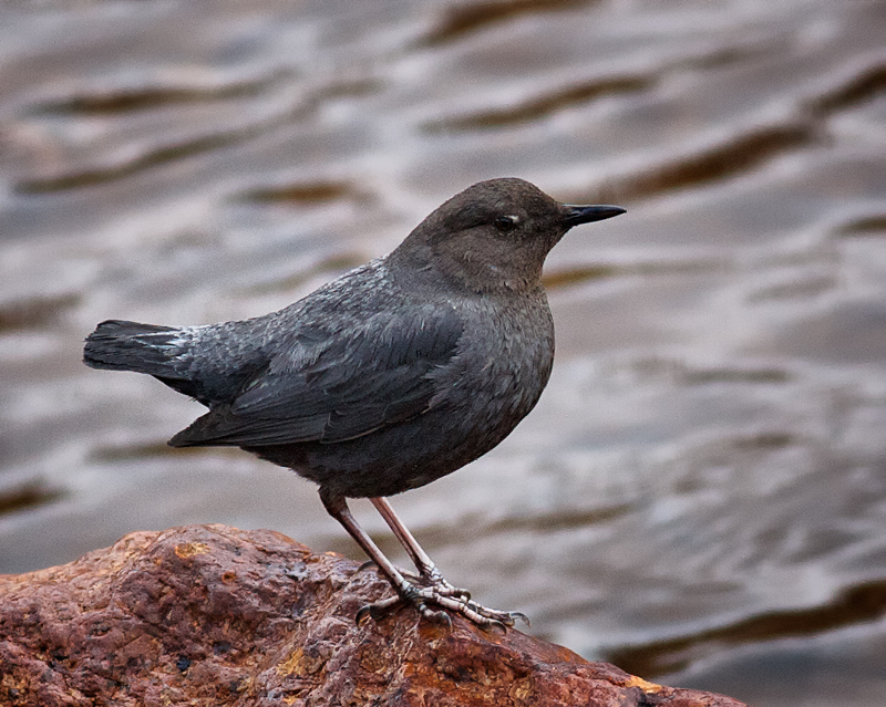 American Dipper