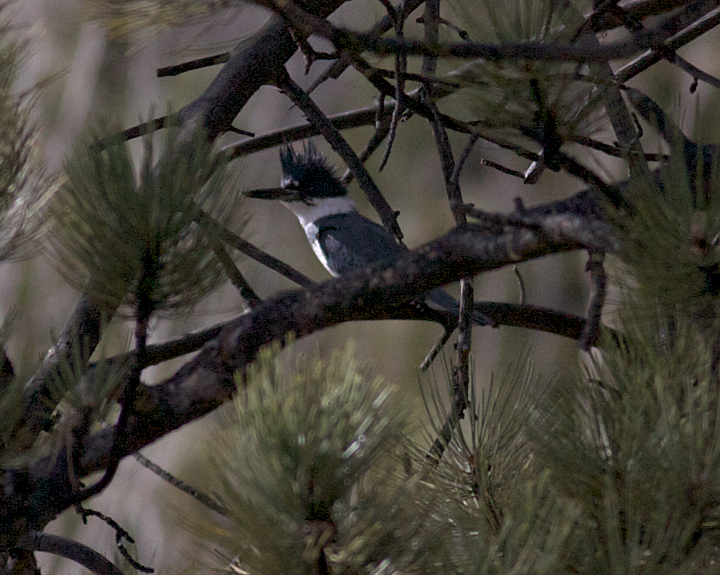 Belted Kingfisher