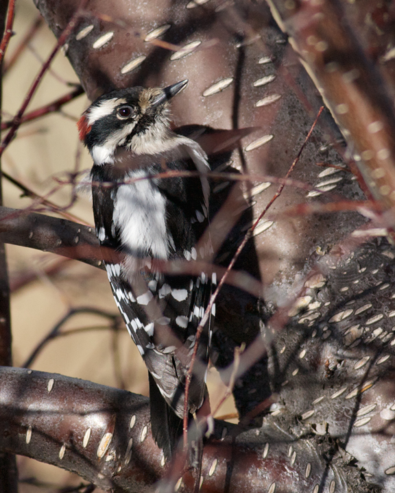 Downy Woodpecker, male