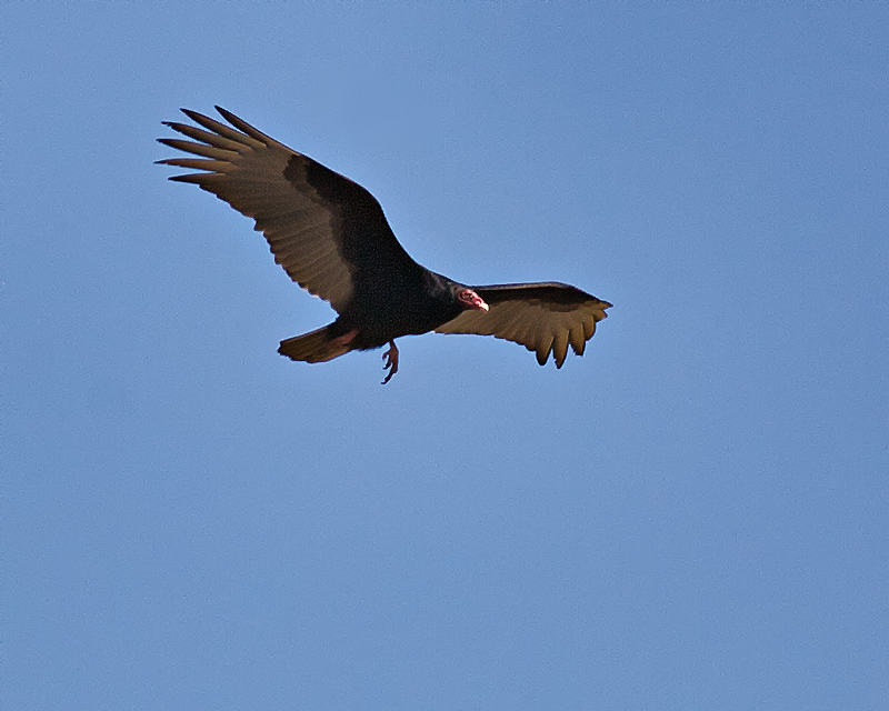Turkey Vulture