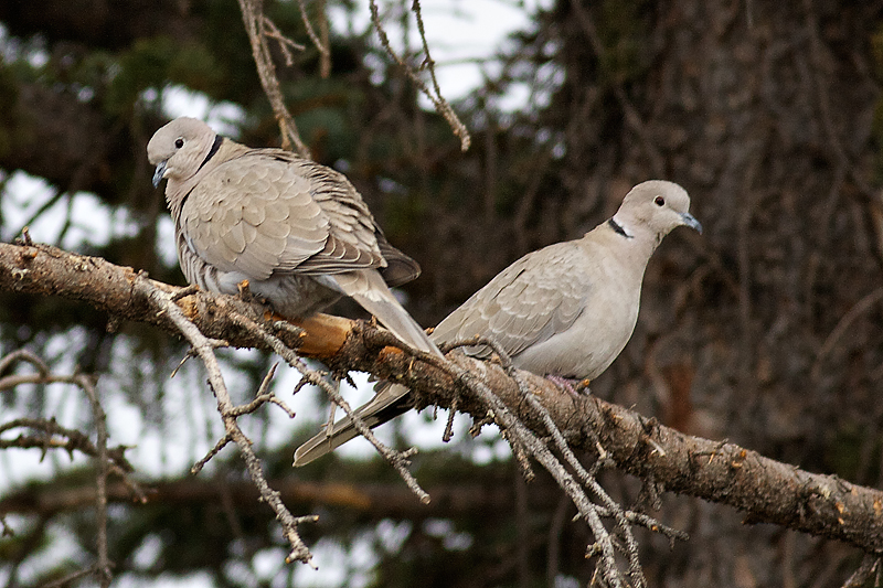Eurasian Collared-Dove