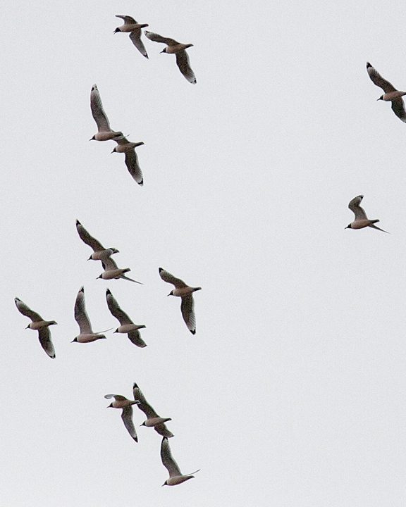 Franklin's Gull Flock