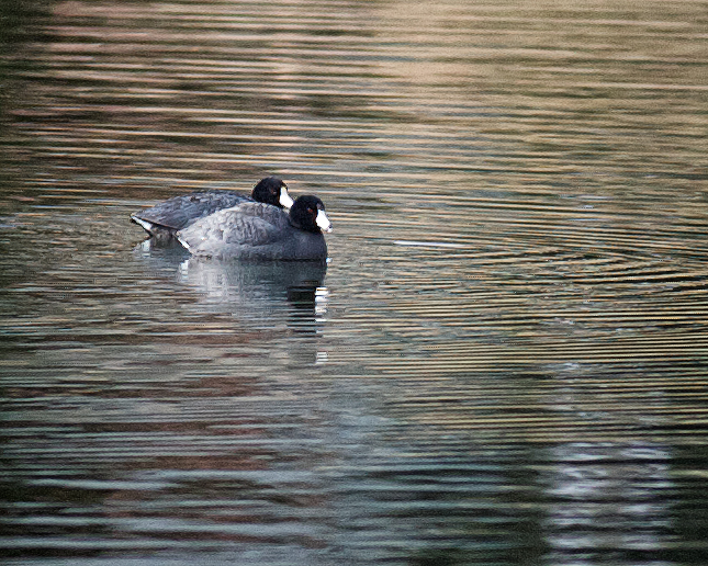 American Coot