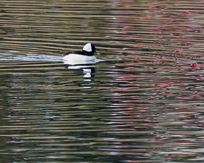 Bufflehead