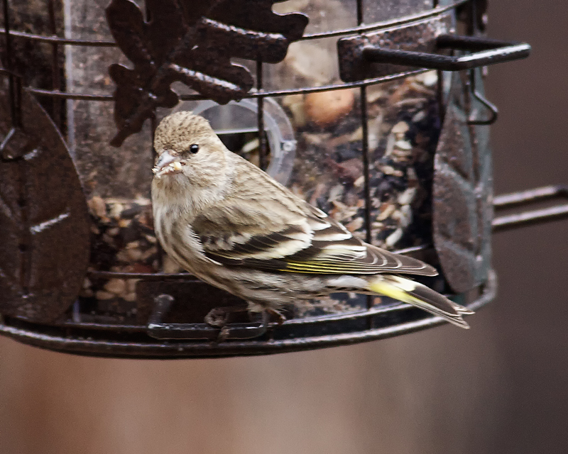 Pine Siskin