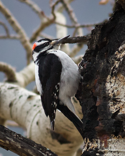 Hairy Woodpecker, male