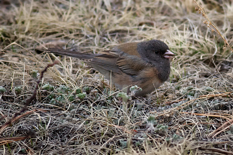 Dark-eyed Junco