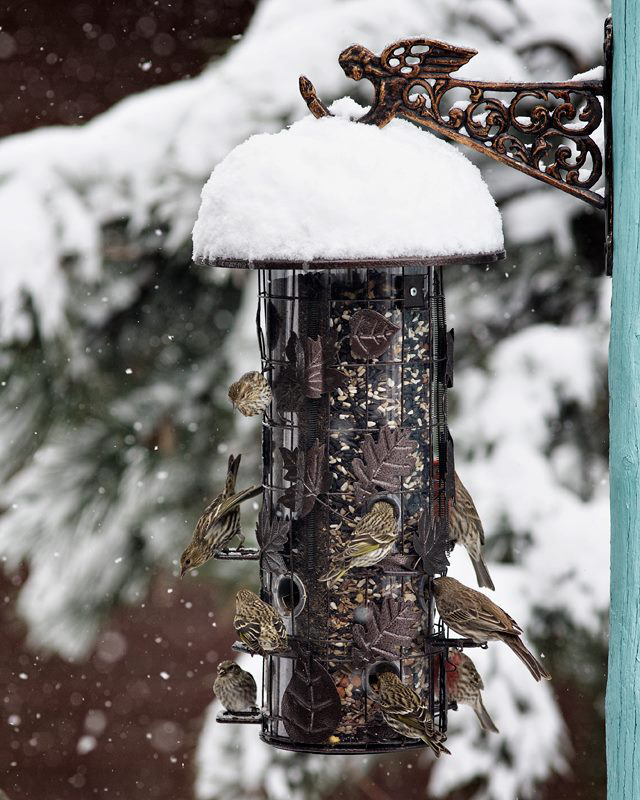 BirdFeeder040913