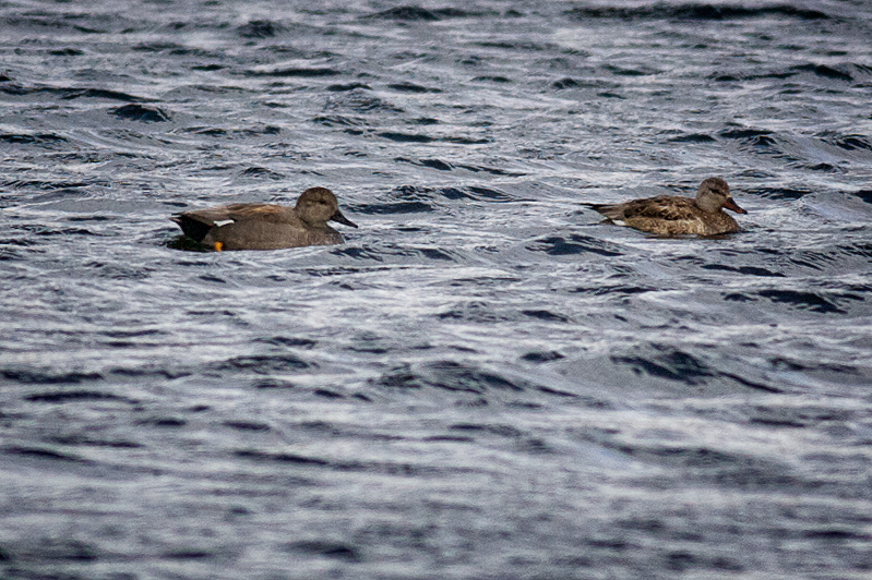 Gadwall, male & female