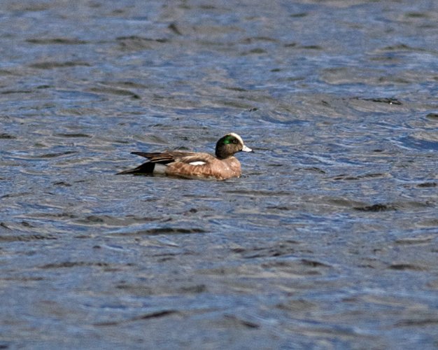 American Wigeon