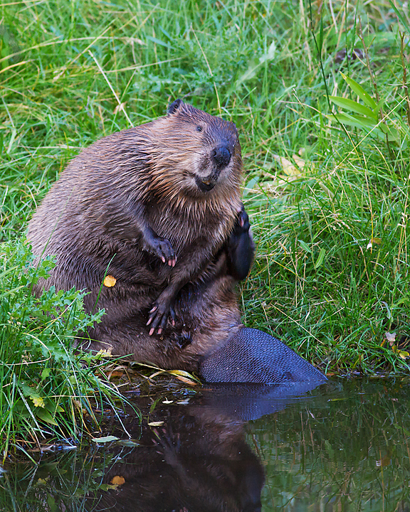Beaver_4233RMNP