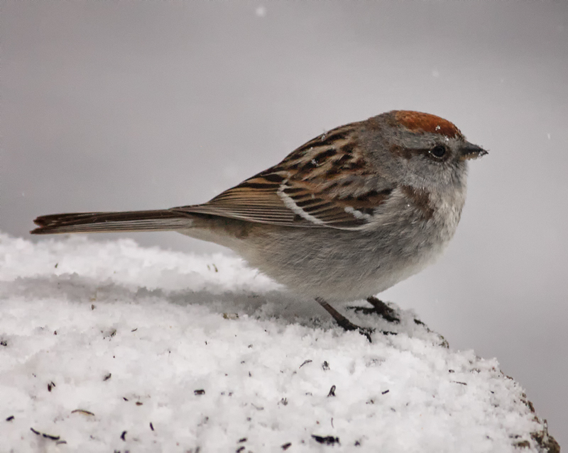 American Tree Sparrow