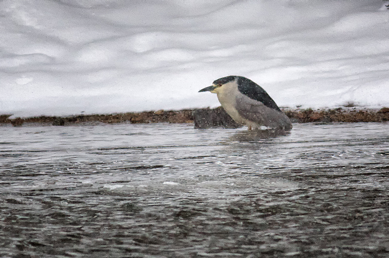 Black-crowned Night-Heron