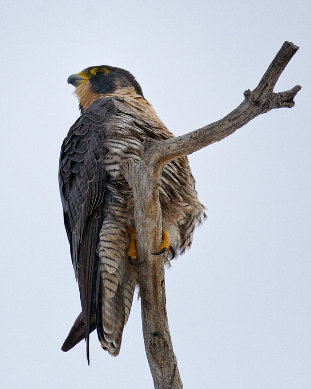 Peregrine Falcon