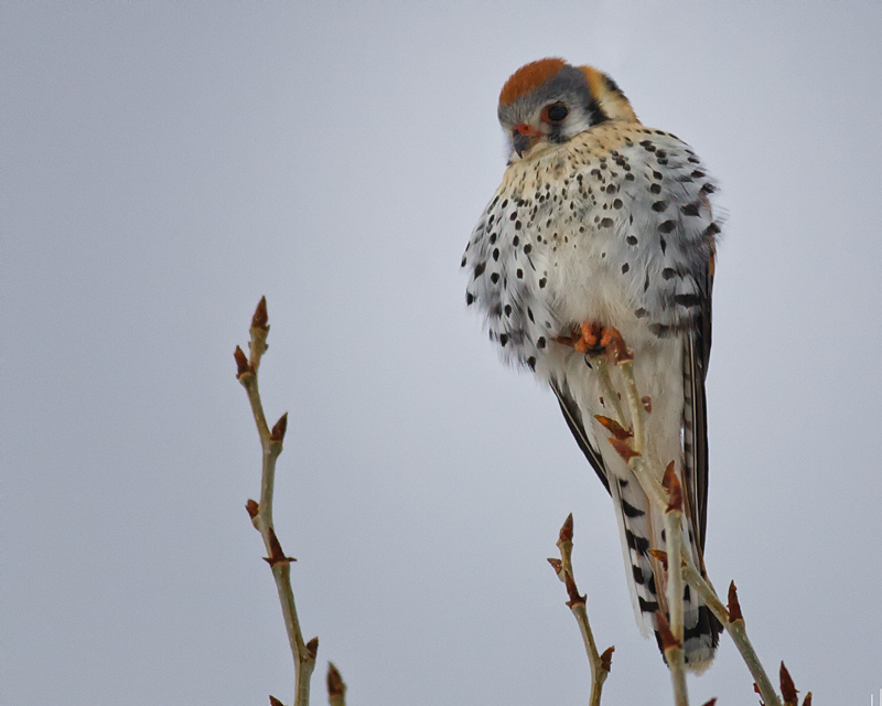 American Kestrel