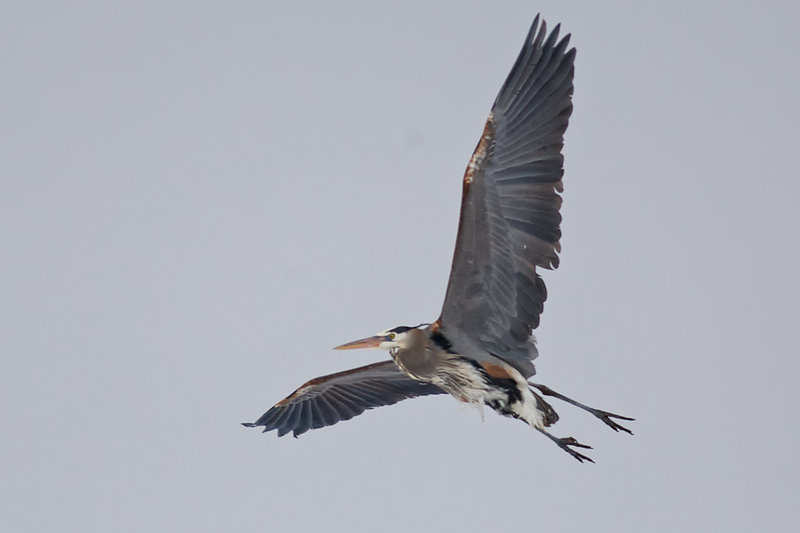 GreatBlueHeron_2532