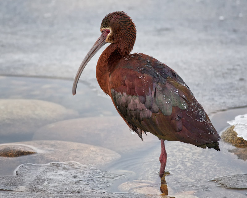 White-faced Ibis