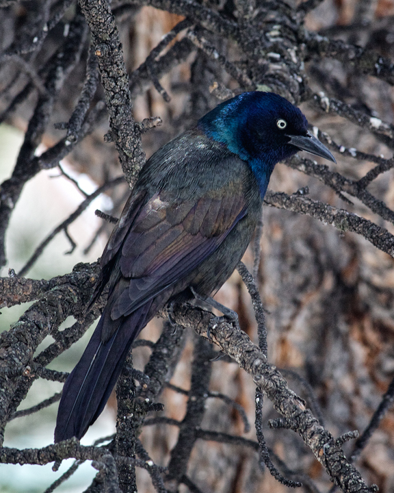 Common Grackle