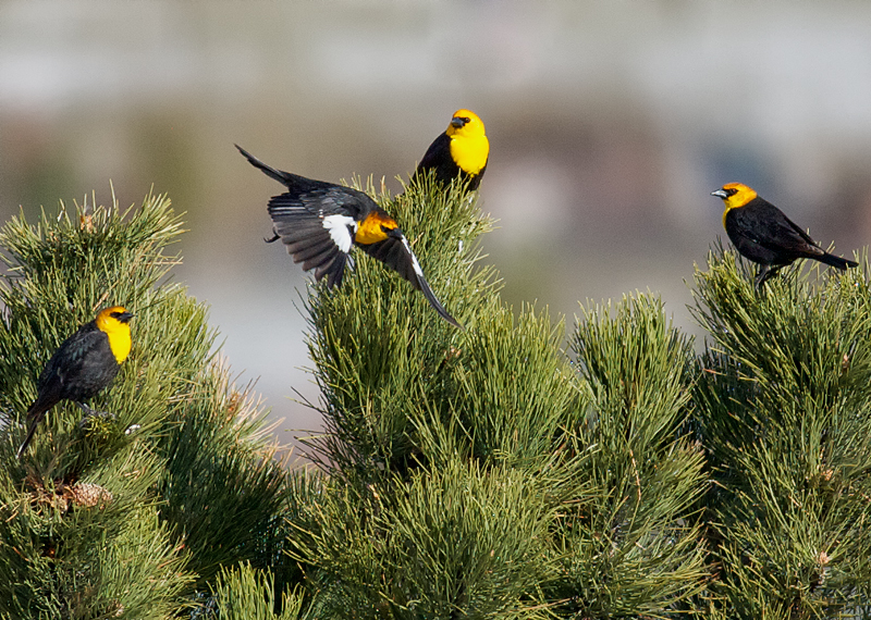 Yellow-headed Blackbirds