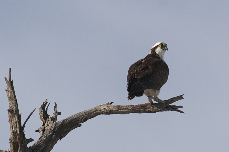 Osprey
