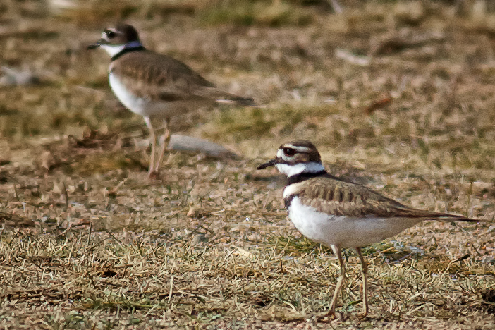 Killdeer