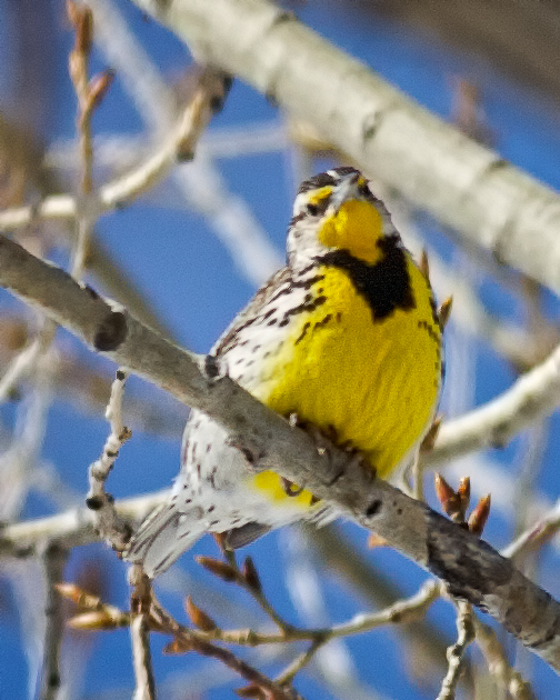 WesternMeadowlark_2923