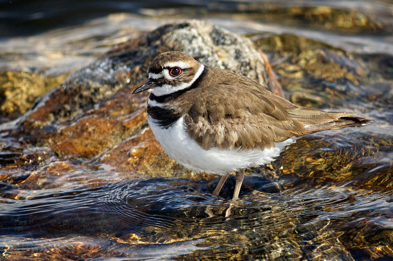 Killdeer