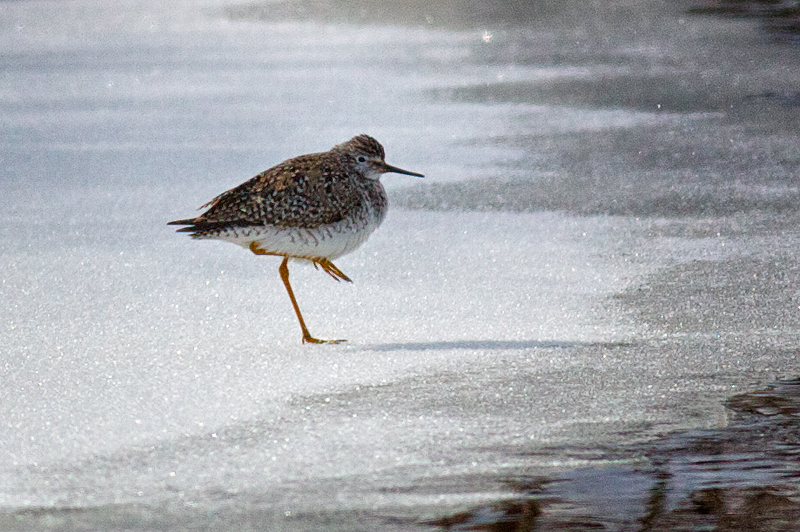 Lesser Yellowlegs
