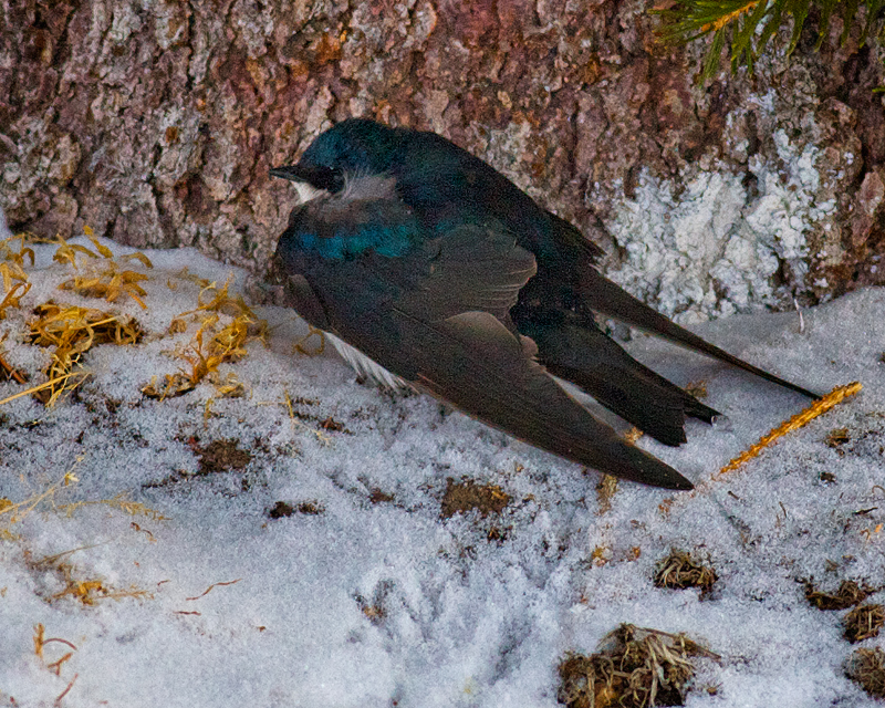Tree Swallow