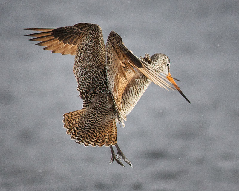 Marbled Godwit Flight