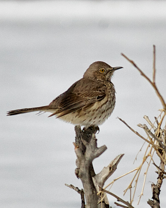 Sage Thrasher, Oreoscoptes montanus