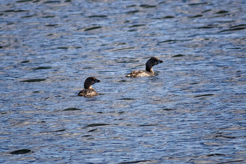 Pied-billed Grebe