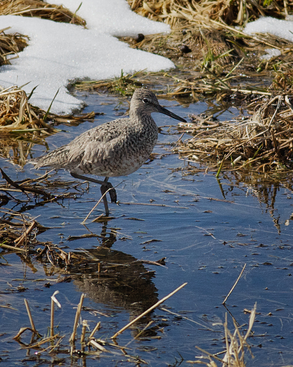 Short-billed Dowitcher